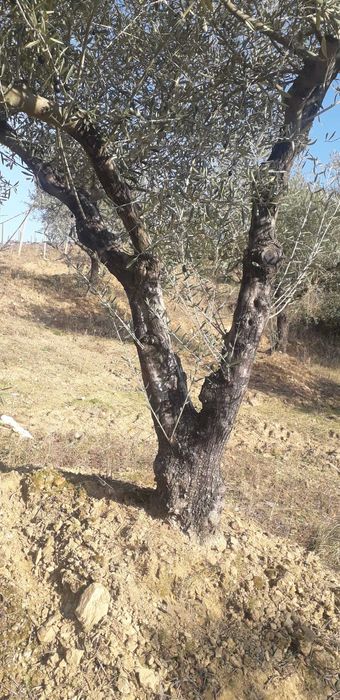 Oliveiras para o seu Jardim
