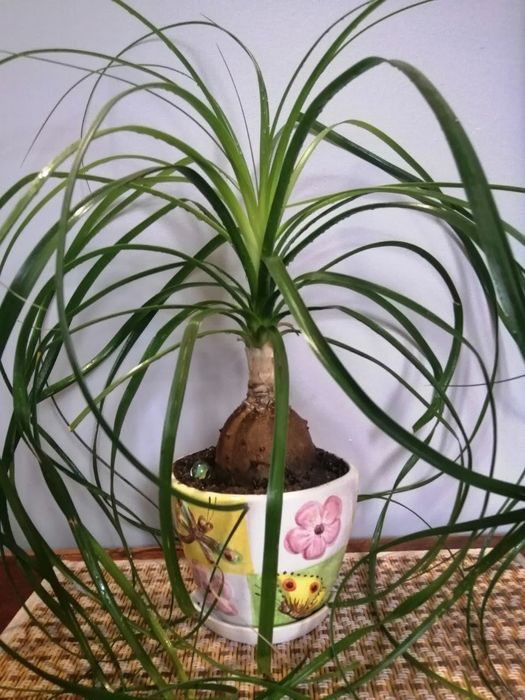 Нолина Бокарнея Пальма