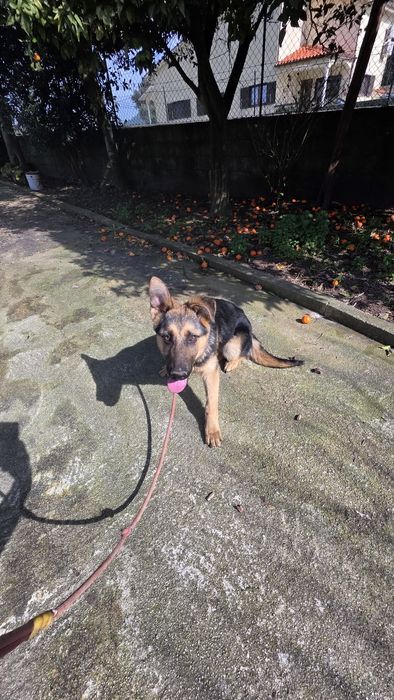 Pastor Alemão fêmea