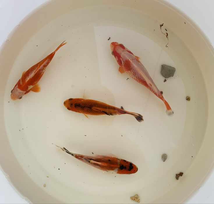 Karp Koi Kometa  -Ryba do Oczka Wodnego