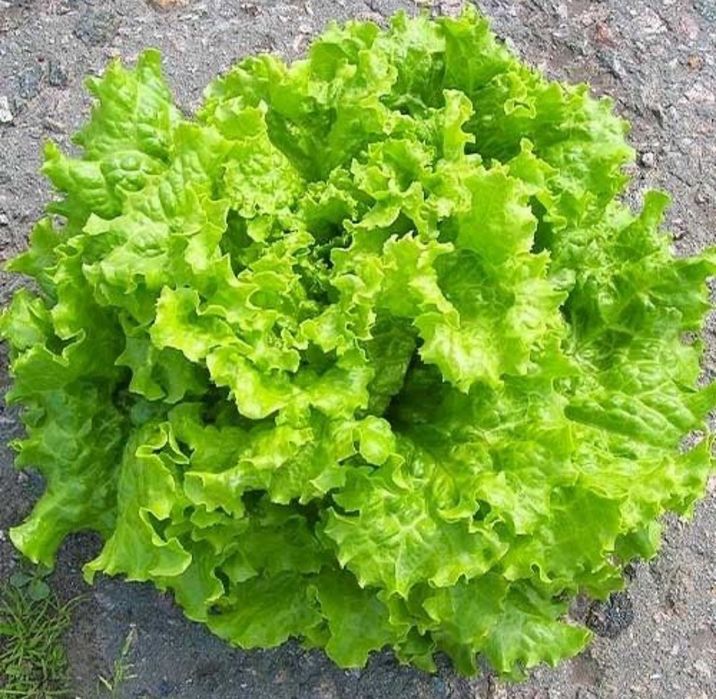 Продам салатный лист