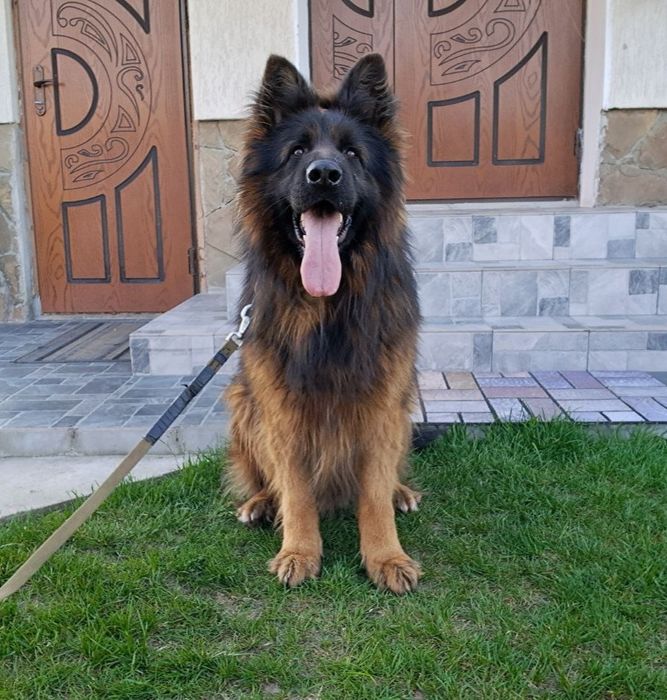 В'язка Німецької Вівчарки ДШ з документами КСУ