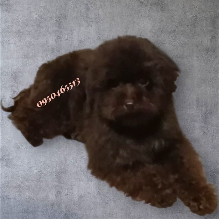 мальтиПу. Сладкий Шоколад.