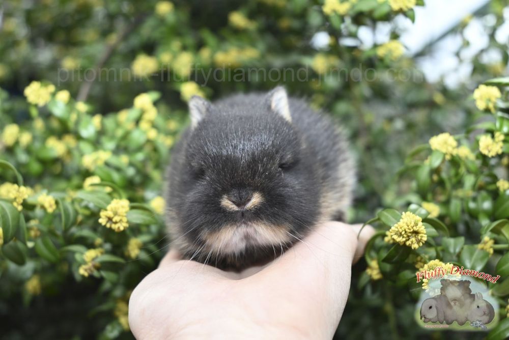 Нидерландский карлик. Кролик из питомника.  Очень маленький!