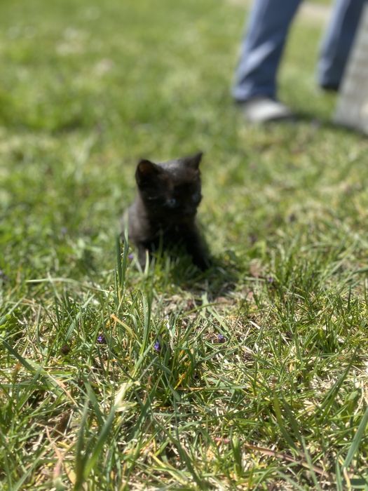 Віддам кошенят у добрі руки