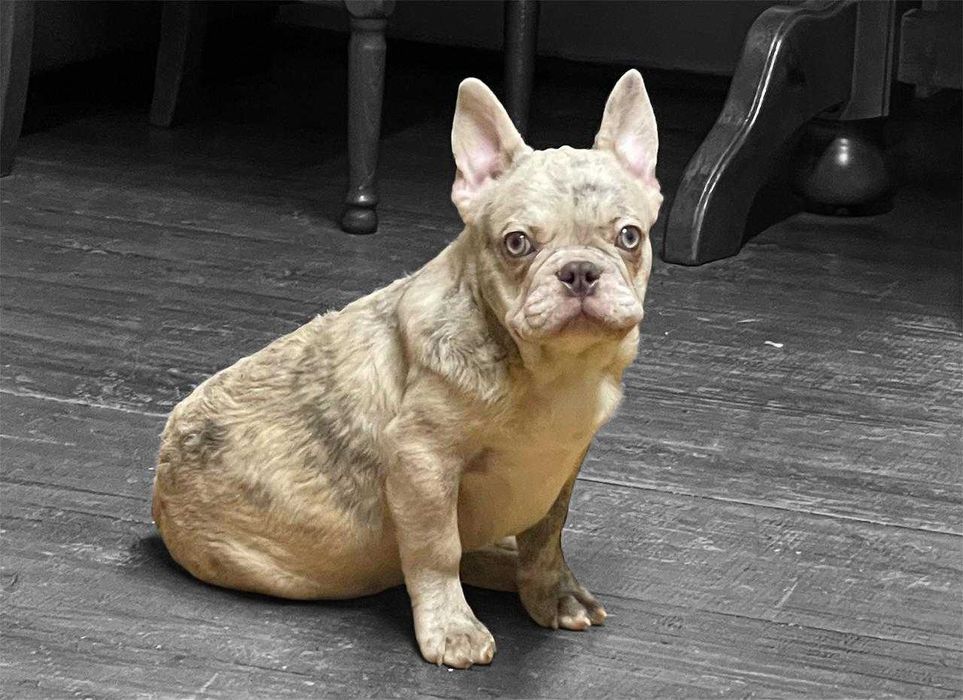 Chłopiec buldog francuski