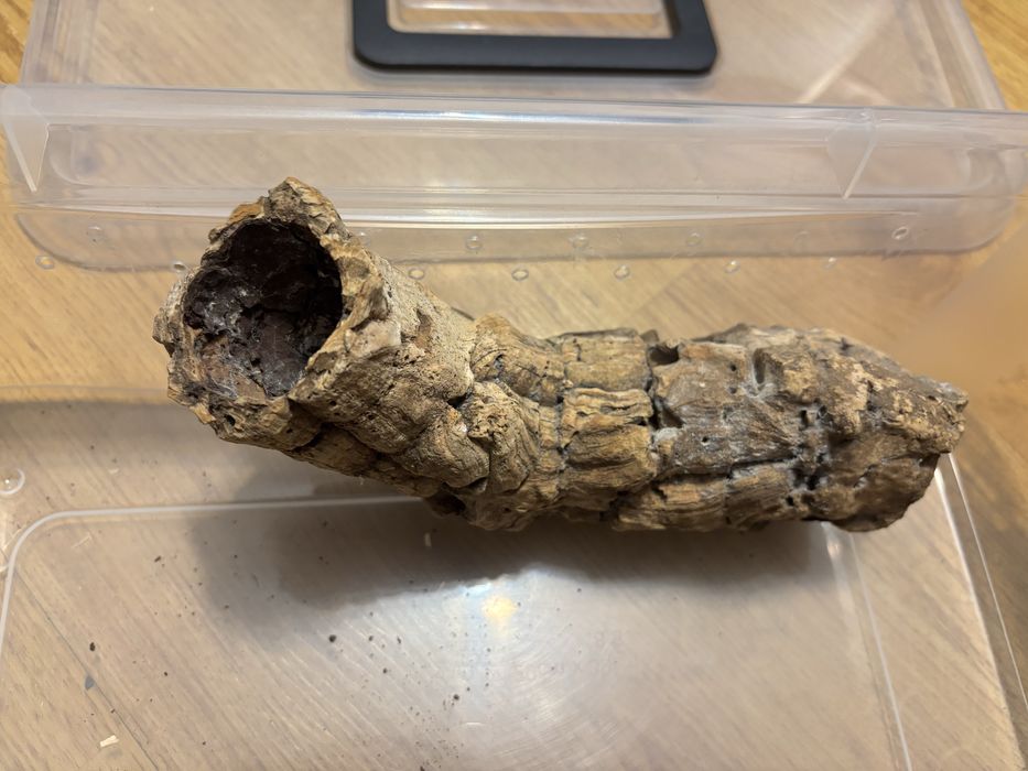 Pojemnik terrarium dla młodego węża + gratis tuba korkowa