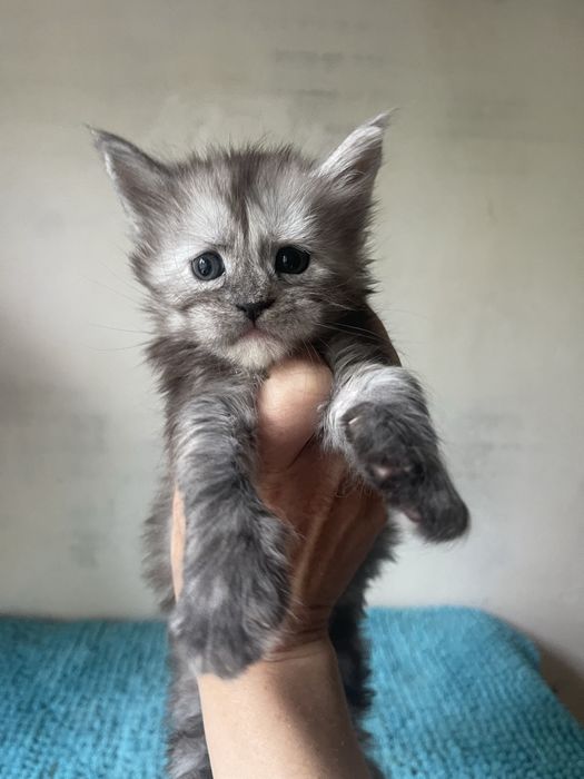 Мейн кун котята