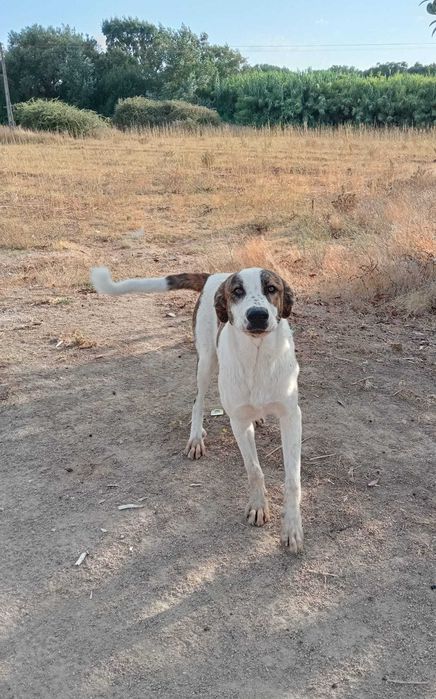 Cão para adoção_Rafeiro Alentejano
