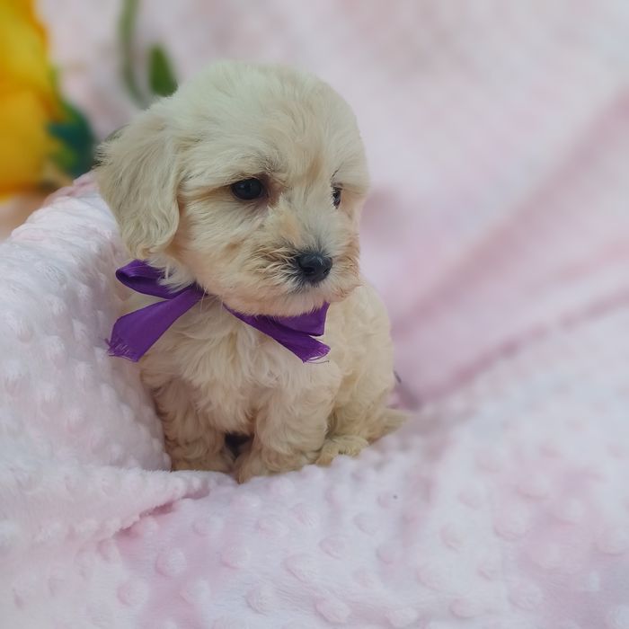 Найлюбиміша мальтіпу Ф1