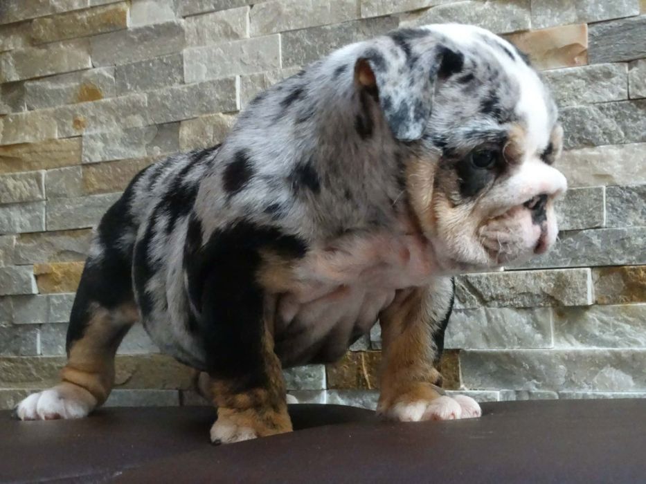 Buldog angielski suczka Black tri