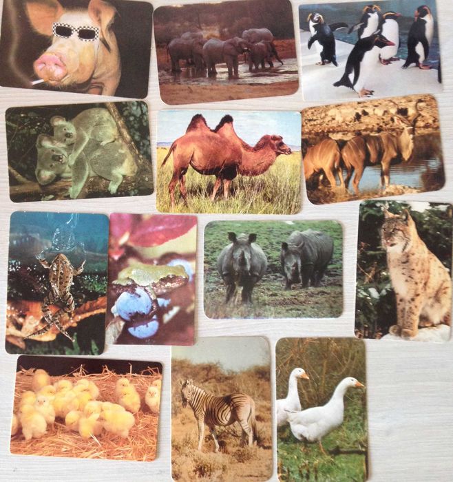 Calendários de bolso (animais)