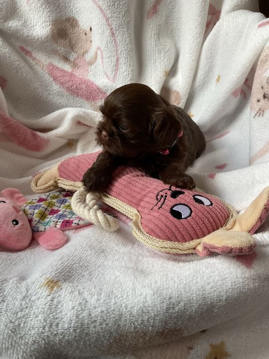 Shih -Tzu Czekoladowa suczka!