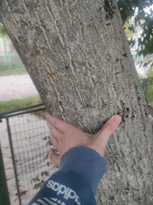 Віддам дерева на зріз, на дрова, 15штук