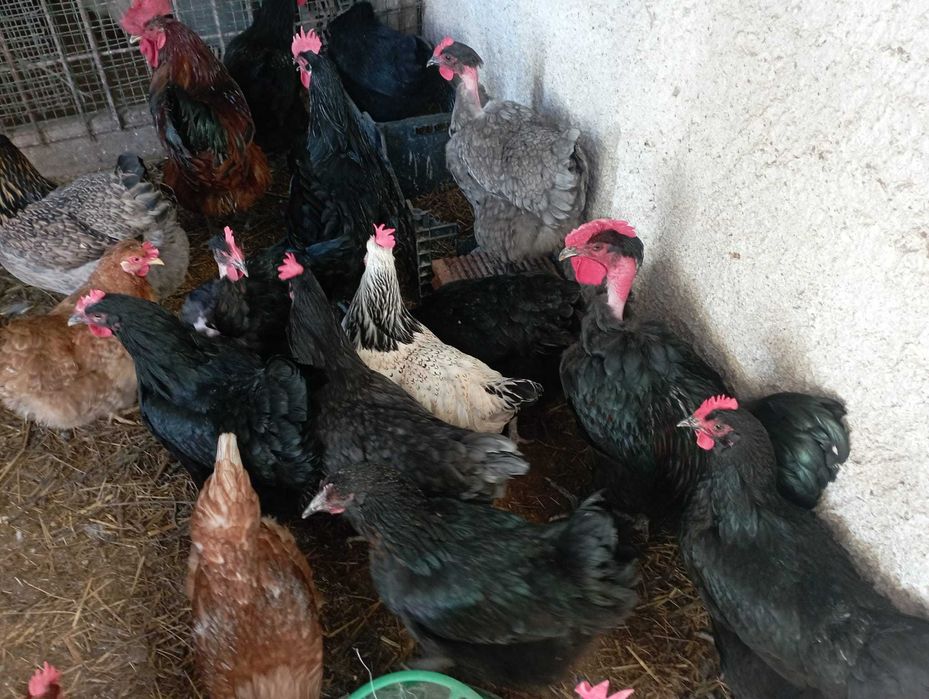 Galinhas e galos do campo