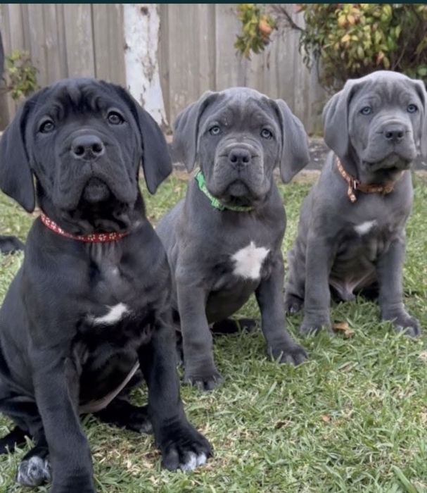 Хлопчики дівчатка-Cane corso