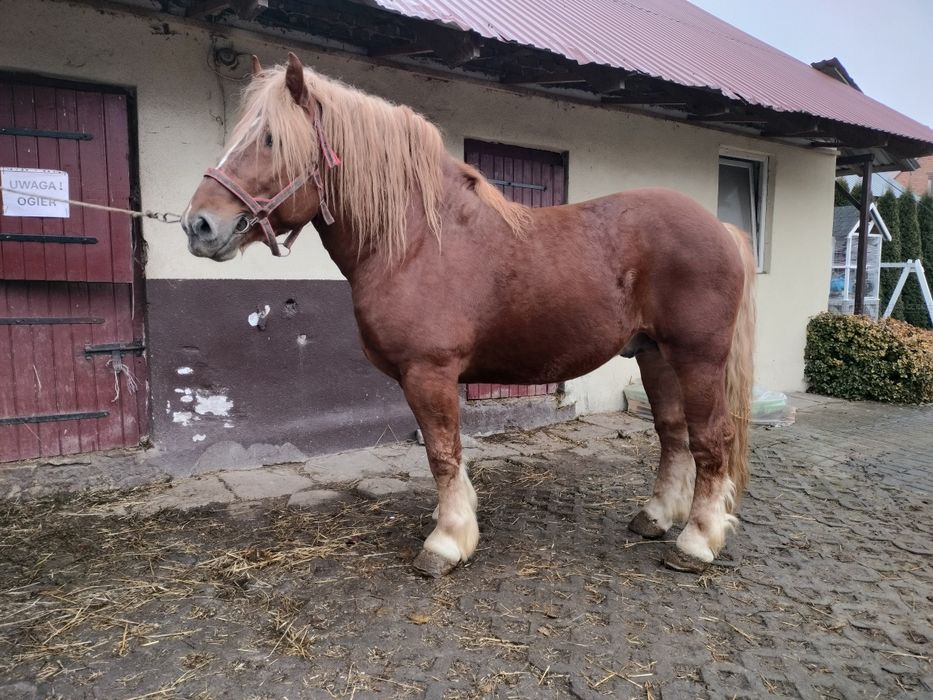 Ogier kasztan , konie, koń