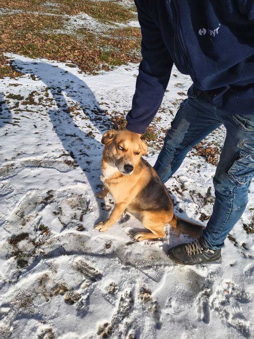 Piesek szuka nowego domu