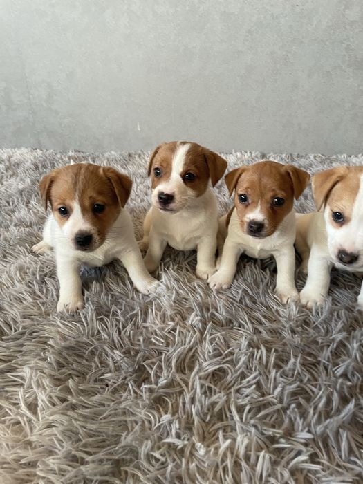 Цеценята Джек-рассел терʼєр