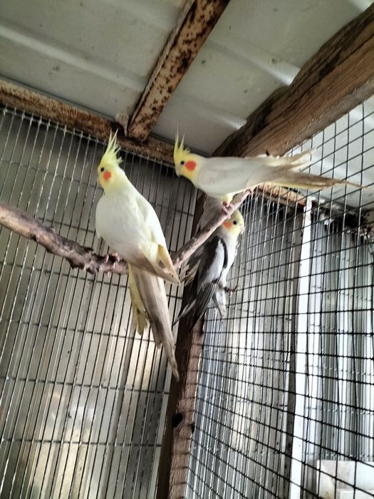 Caturras para troca ou venda