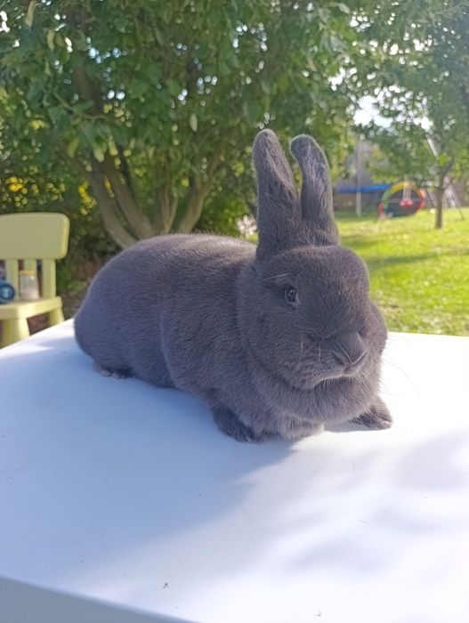 Wiedeński Niebieski WN Samica