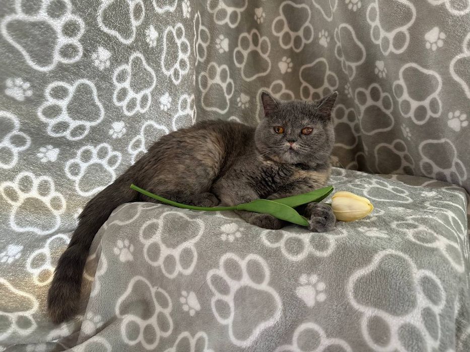 Отдам даром в добрые руки кошечку шотландской породы