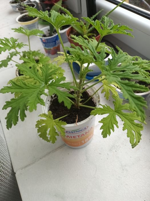 Anginowiec  geranium na ból ucha gardła katar, wysyłka olx