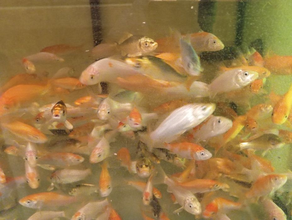 Karp koi narybek