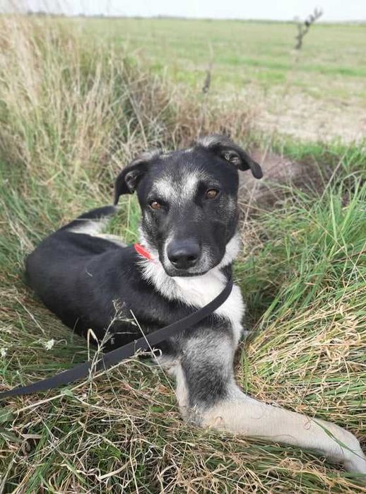 Bercik około 5 letni mieszaniec do adopcji