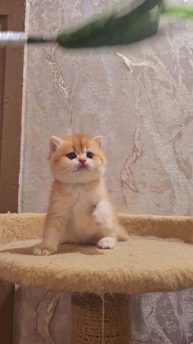 Шикарные малыши золотая шиншилла