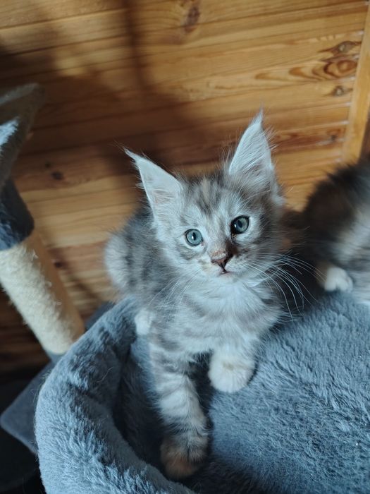 Maine coon, olbrzymi kot, kotka Maine coon