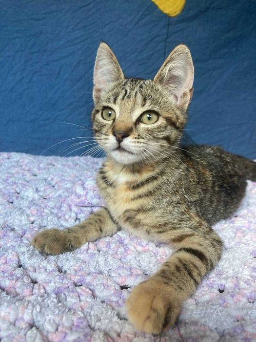 Кошеня Котенок ТЕРМІНОВО