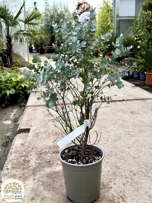 eukaliptus Gunna 15-20cm, 25-40cm, niebieski eukaliptus