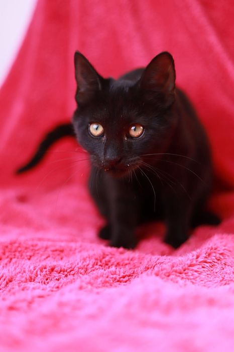 Mała kicia mruczy z prośbą o nowy domek