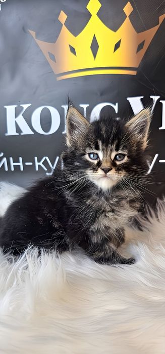 Мейн кун Тигр дуже лагідний