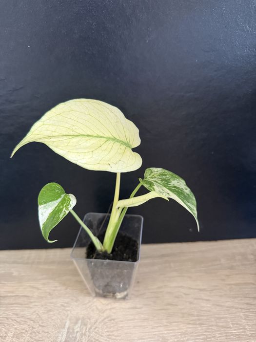 Monstera white monster