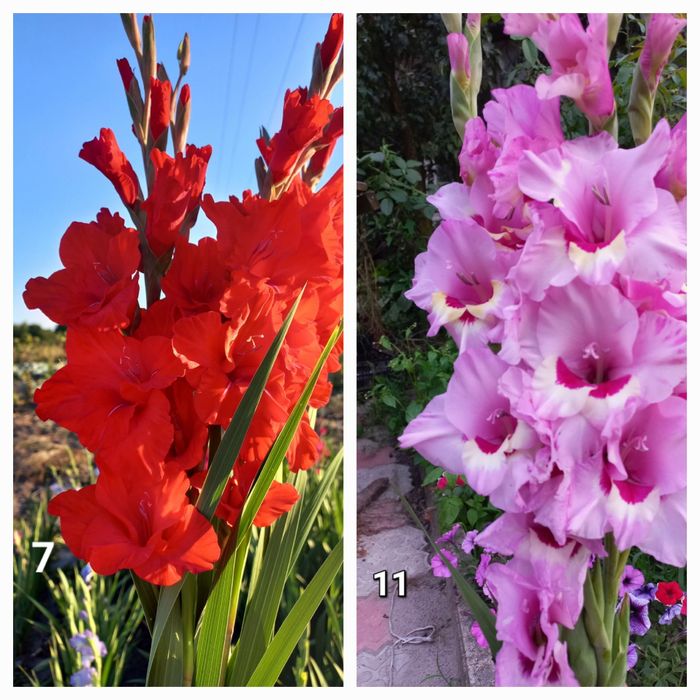 Гладіолуси на зріз.