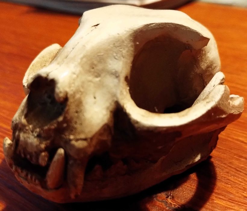 Caveira Gato Cranio Skull Cerâmica