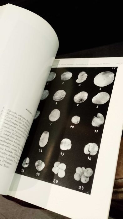 Foraminíferos do Arquipélago da Madeira (1965)