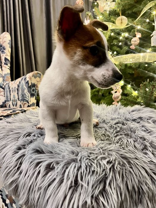 Jack Russell Terrier piesek Elvis  rodowod