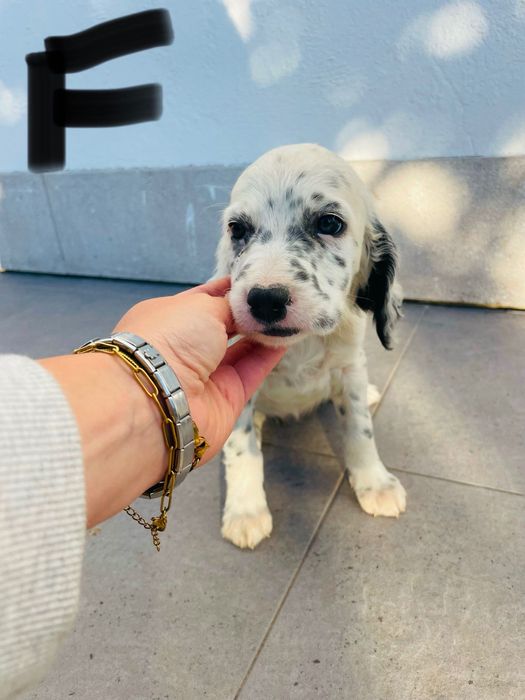 Cães Setter Inglês