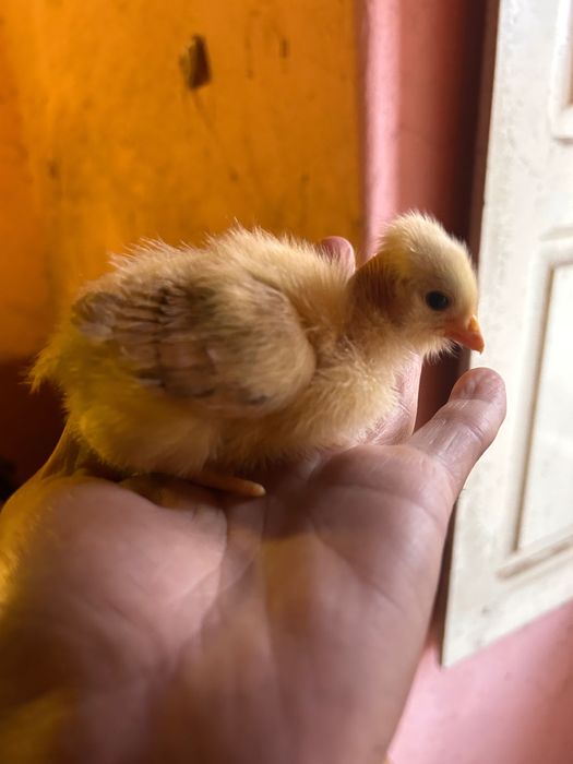 Pintinhos de 9 dia de vida tenho apenas mais 20