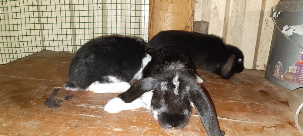 Продам кролів Французький Баран