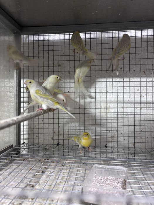 Canario Opala Amarelo