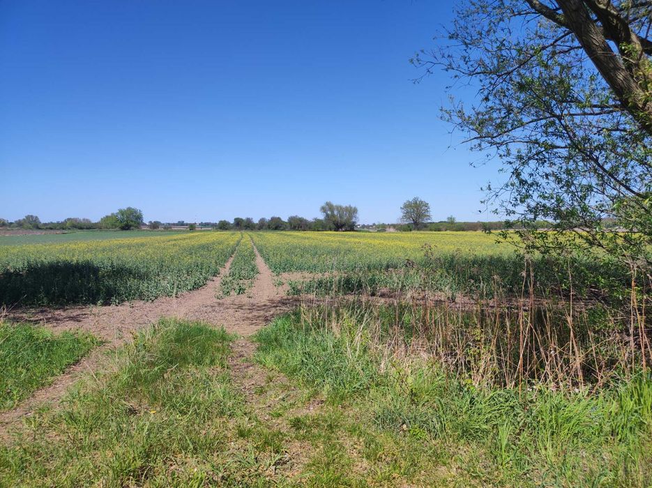 Działka inwestycyjna 1,25 ha, Szymanów gm. Wisznia Mała.