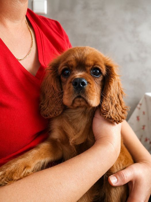 Cavalier King Charles Spaniel