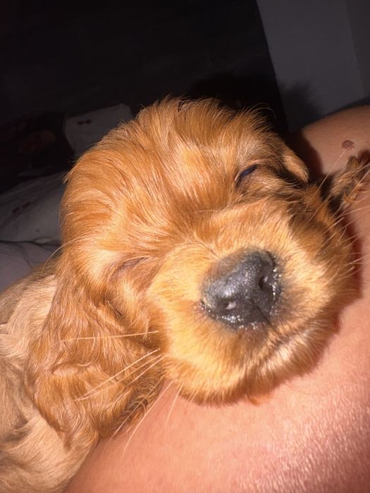 Cocker spaniel angielski piesek ostanie dwa pieski