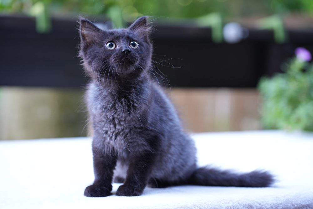Kotka ragdoll/cherubim dymna Black solid