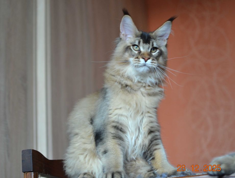 Золотко! Мальчик мейн кун.