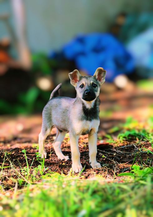 Szczeniak do adopcji mały piesek